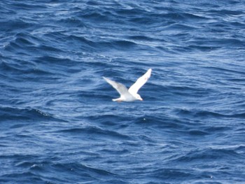 Black-tailed Gull 大洗-苫小牧航路 Sat, 3/16/2024