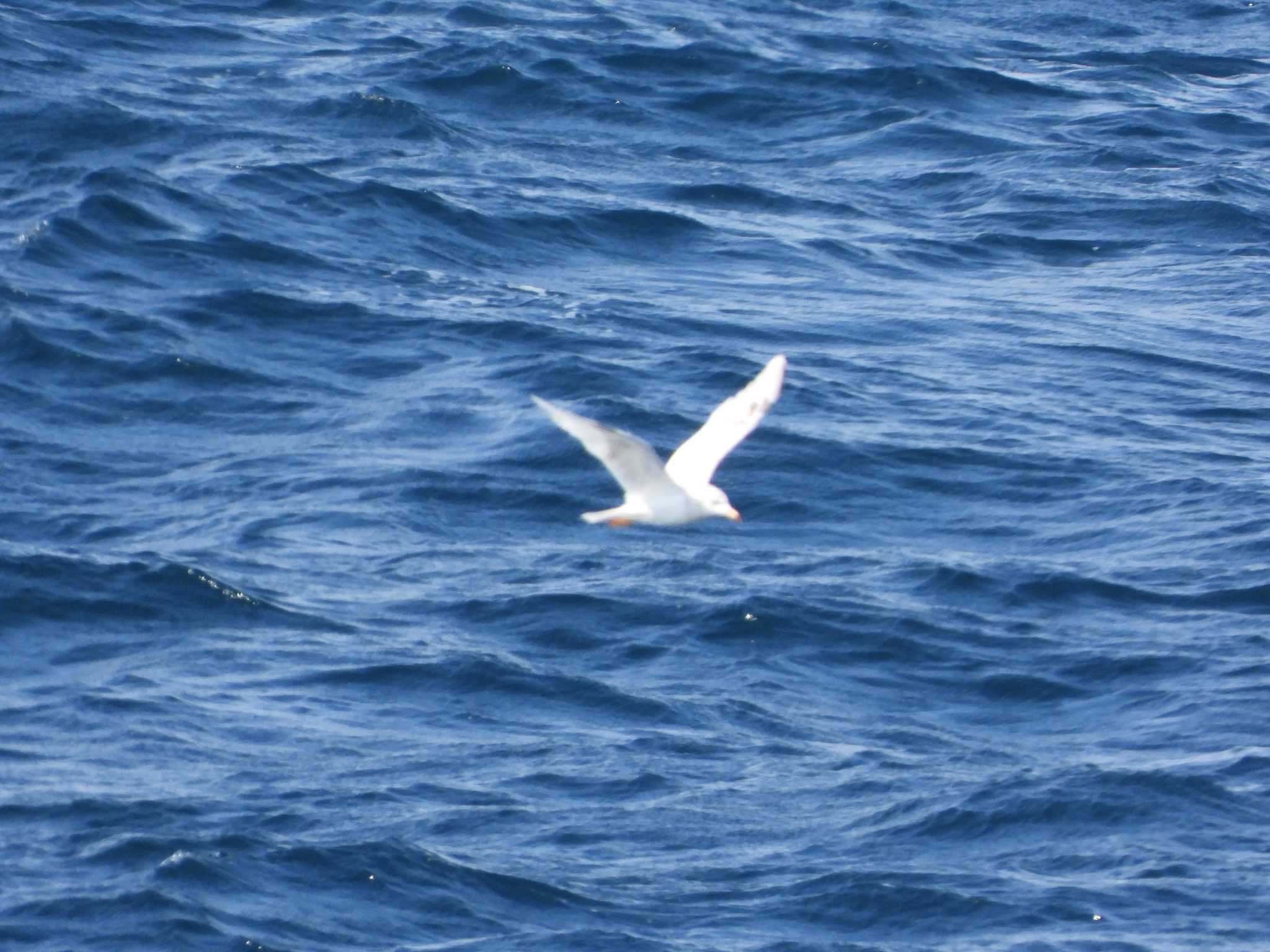 Black-tailed Gull