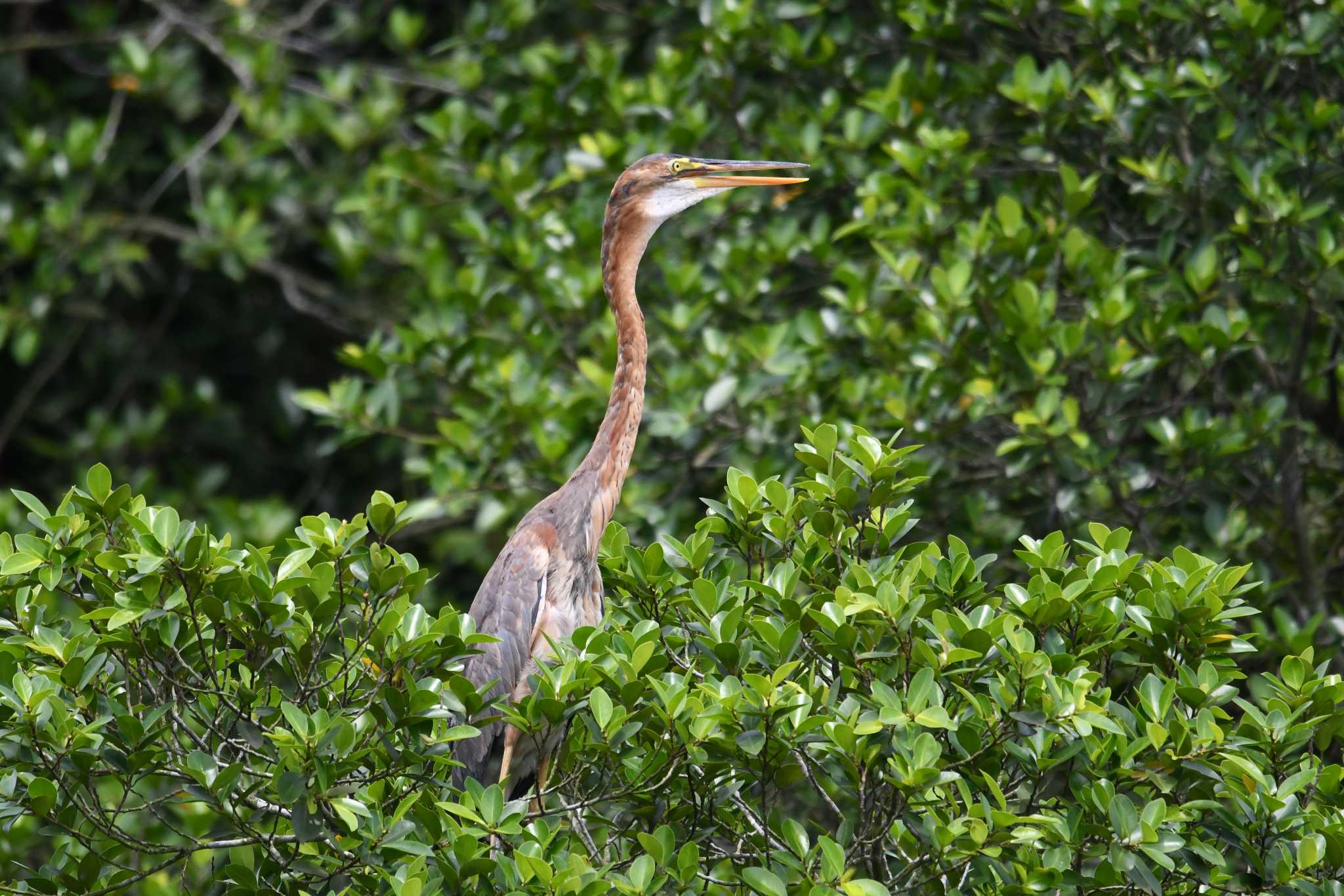 Photo of Purple Heron at Singapore Botanic Gardens by あひる