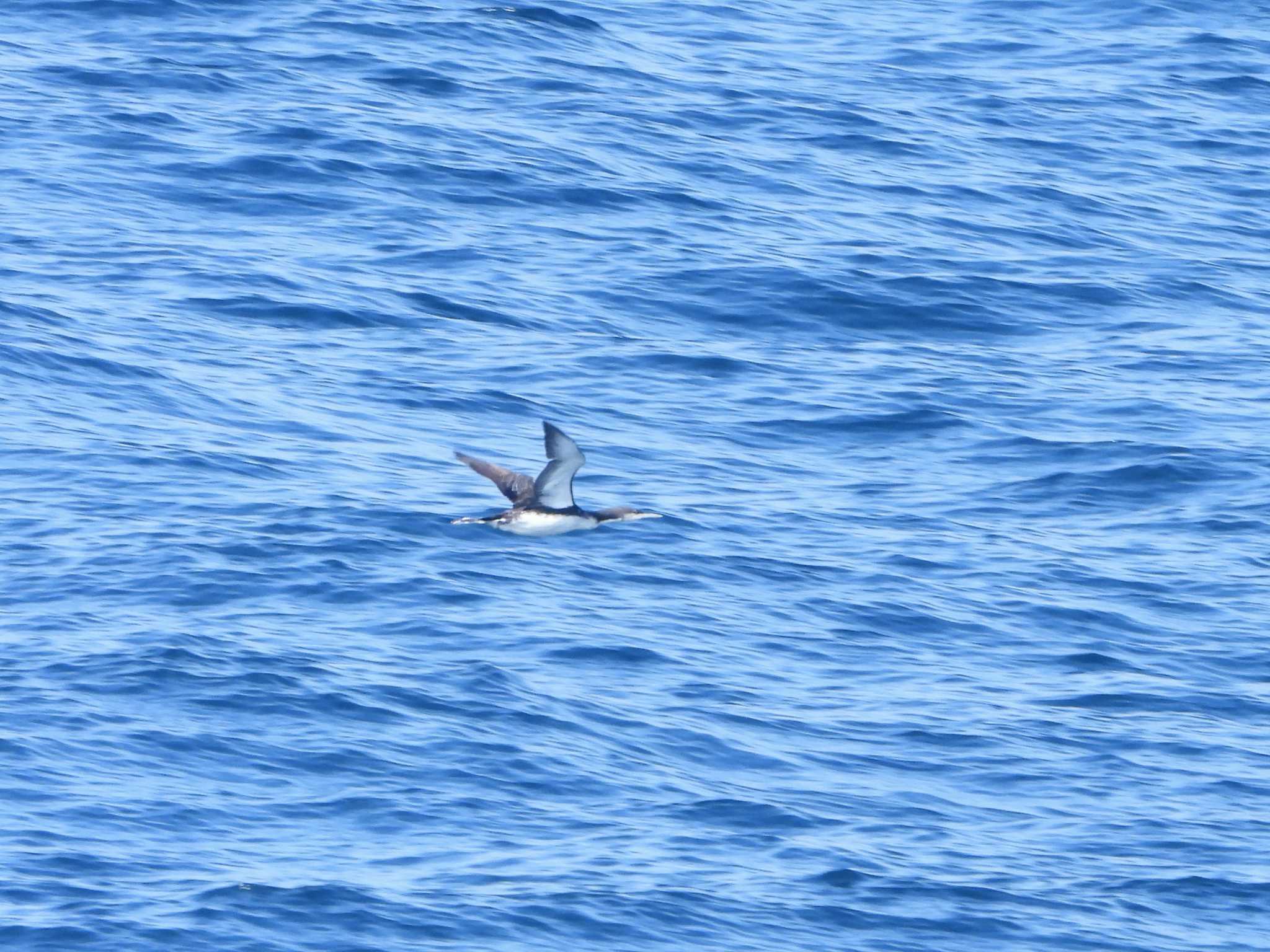 Pacific Loon