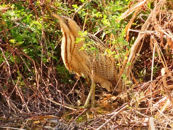 サンカノゴイ 大泉緑地 2024年3月21日(木)