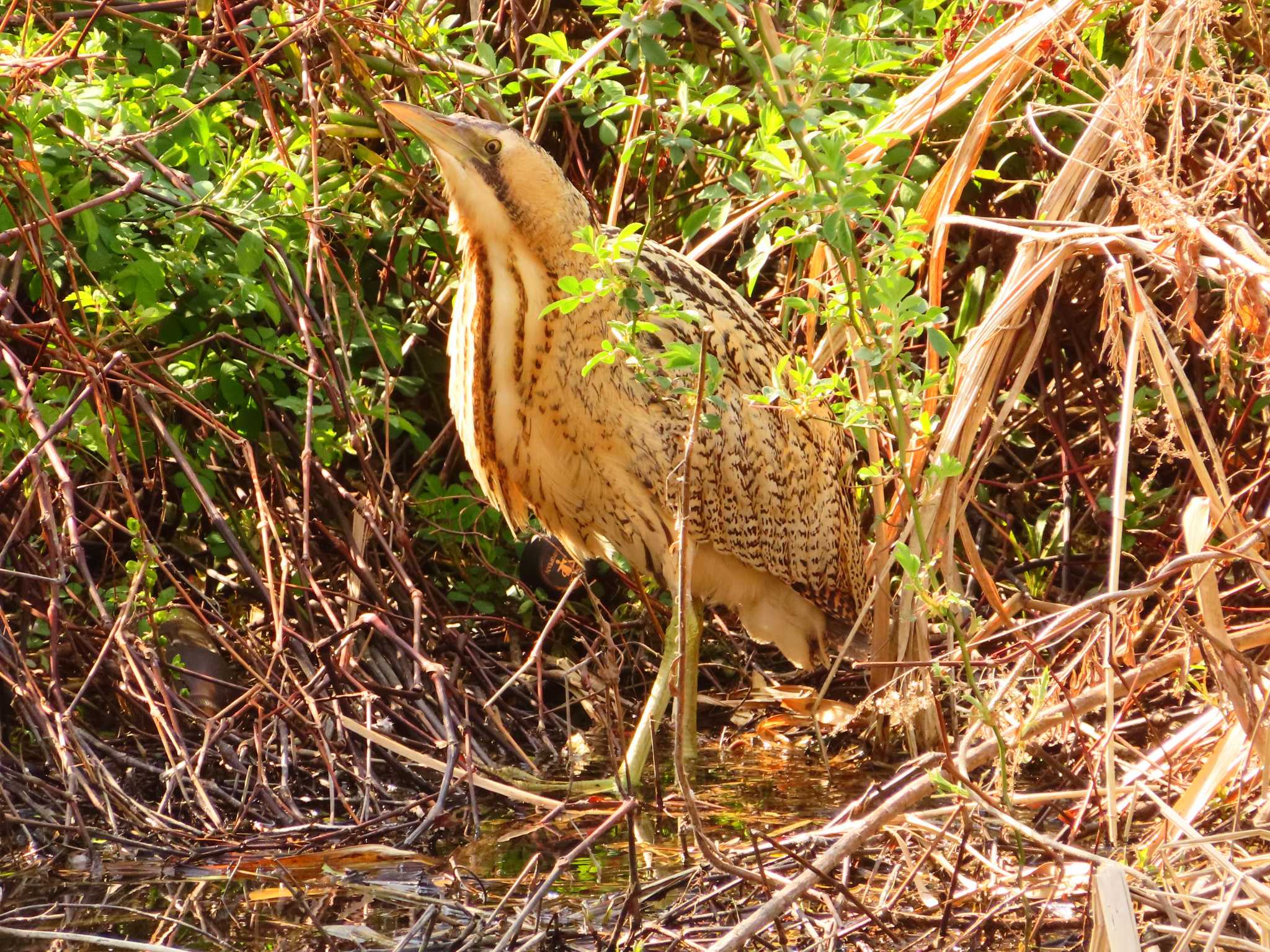 Eurasian Bittern