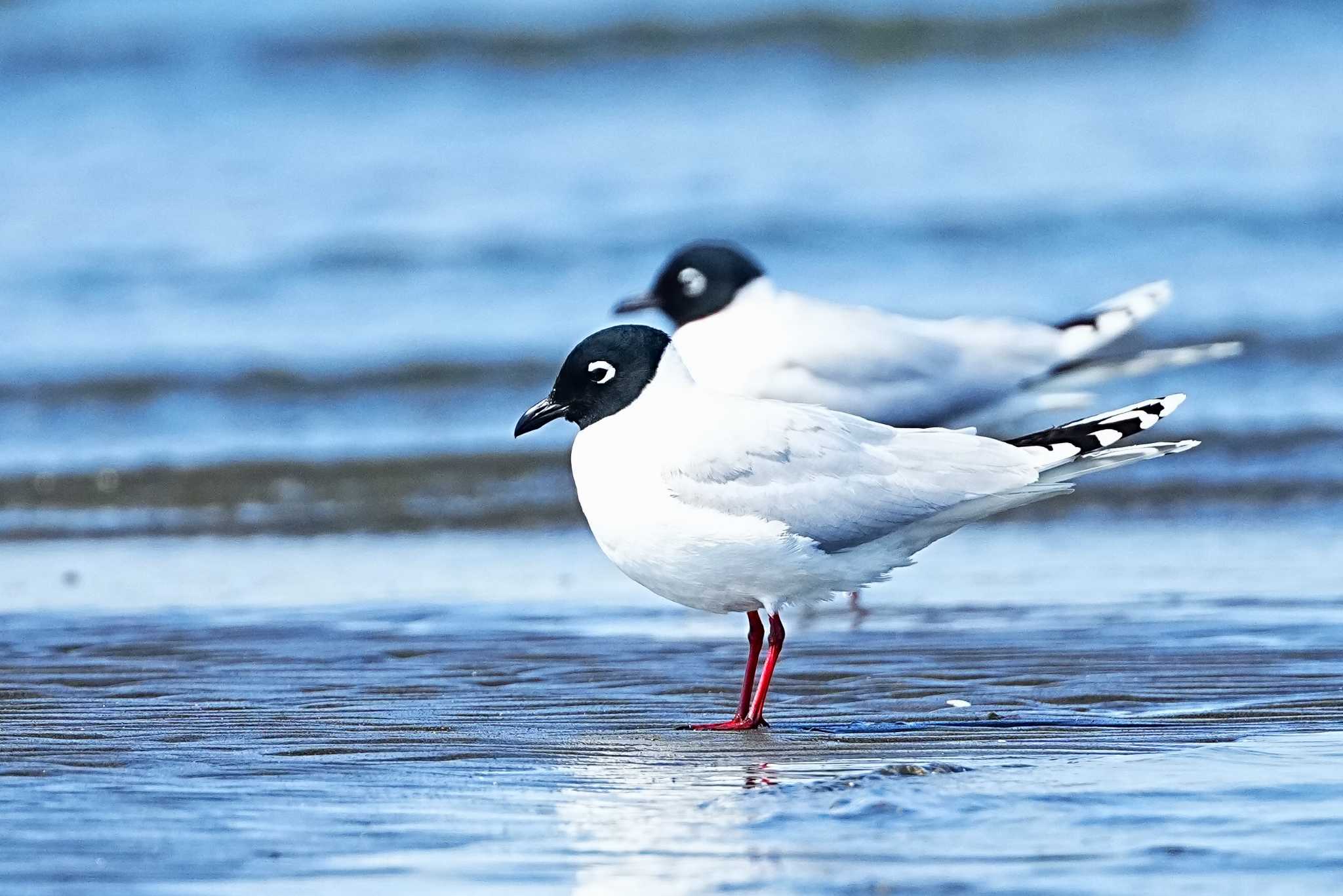 ふなばし三番瀬海浜公園 ズグロカモメの写真 by 川４