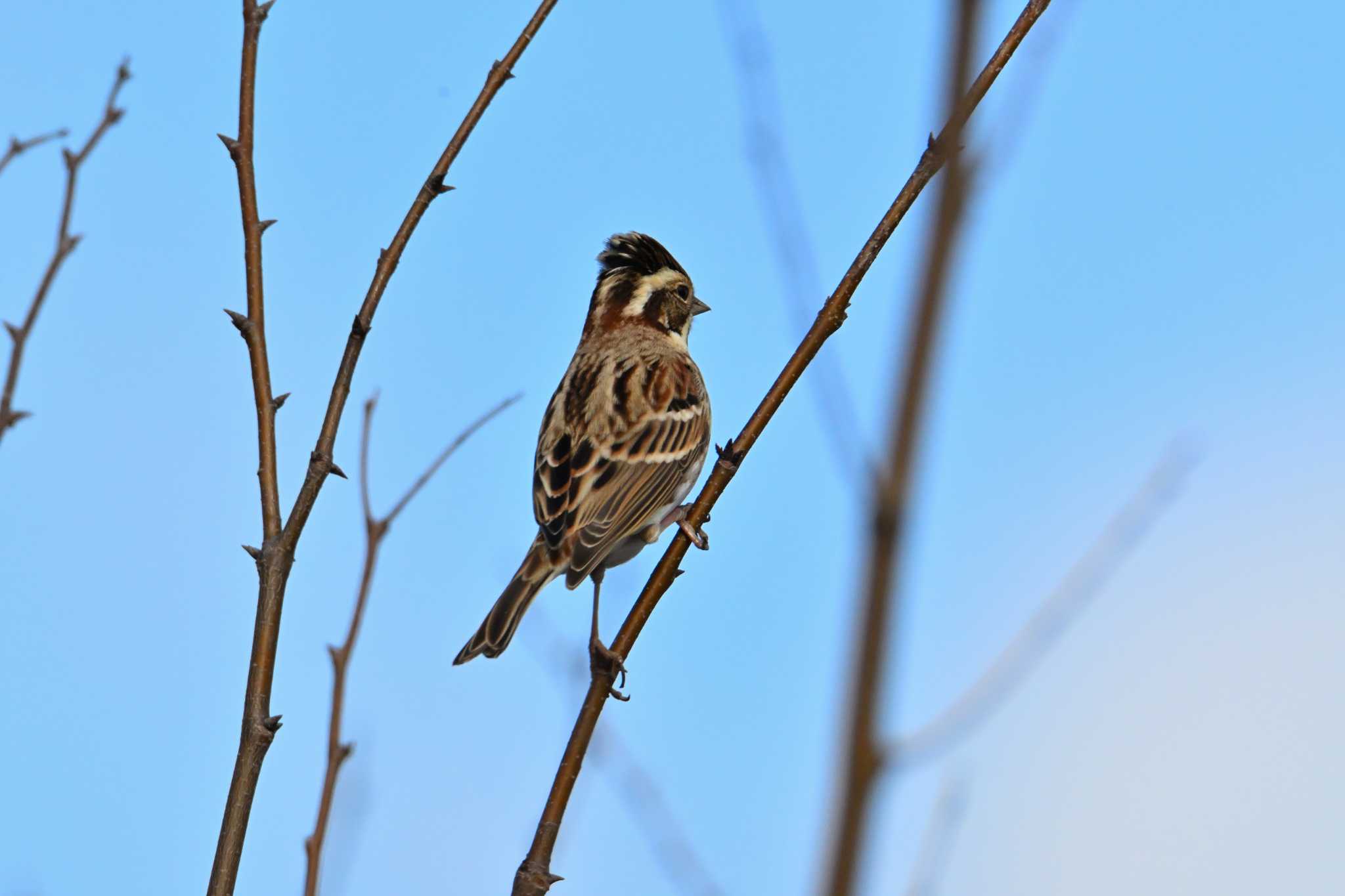 Rustic Bunting