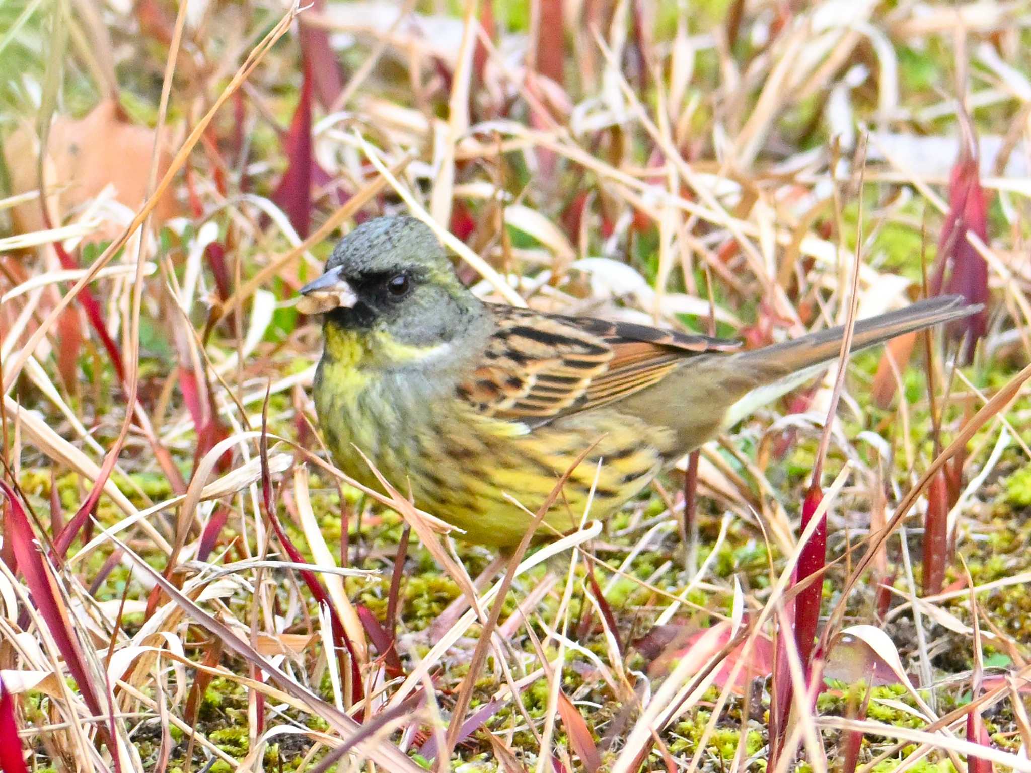 Masked Bunting