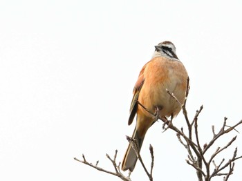 Meadow Bunting 馬見丘陵公園 Sat, 2/3/2024