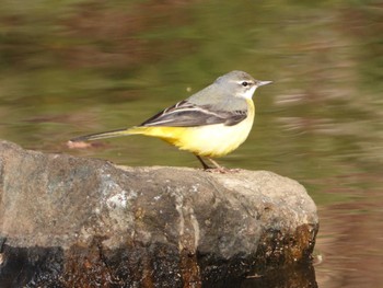 Grey Wagtail 厚木七沢森林公園 Sun, 1/7/2024