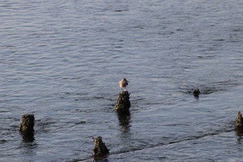 Grey-tailed Tattler Unknown Spots Sat, 9/16/2023