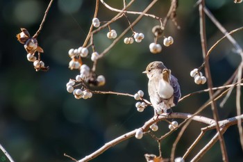 Red-breasted Flycatcher まつぶし緑の丘公園 Sat, 12/30/2023