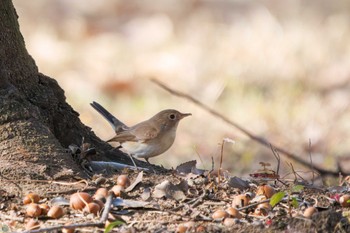 Red-breasted Flycatcher まつぶし緑の丘公園 Sat, 12/30/2023