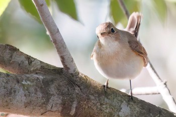 Red-breasted Flycatcher まつぶし緑の丘公園 Sat, 12/30/2023