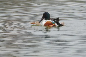 Northern Shoveler 愛知県 Sun, 3/24/2024