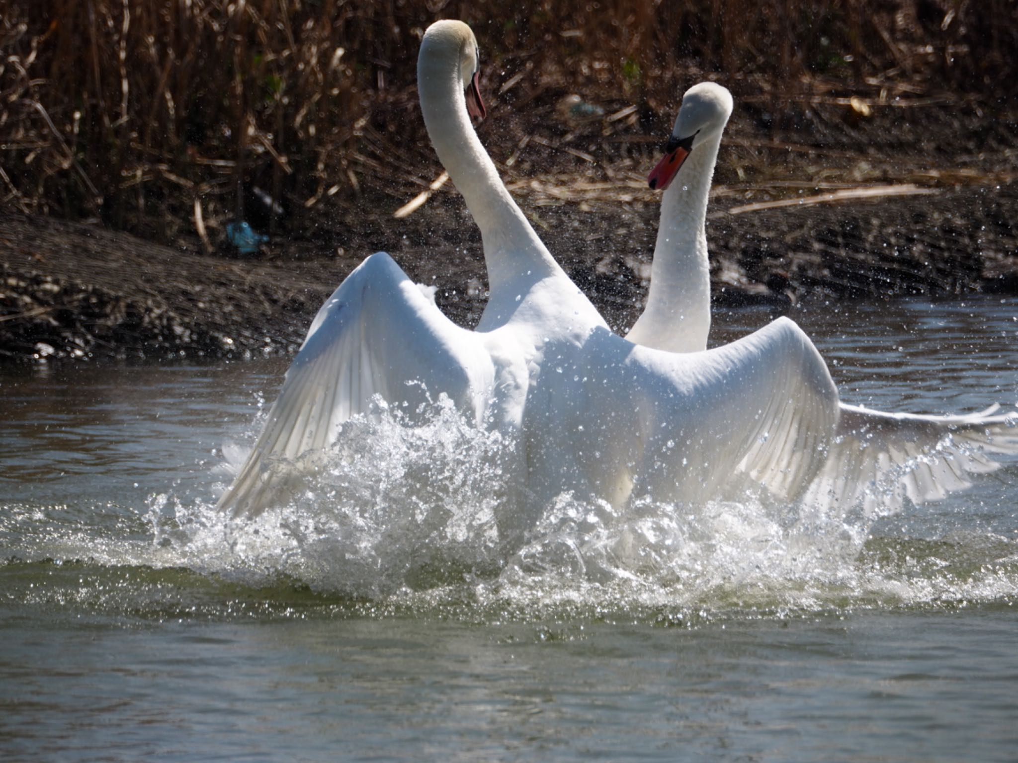 Photo of Mute Swan at 佐原 by アカウント11918