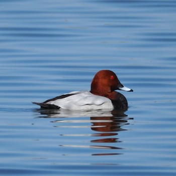 Common Pochard Unknown Spots Mon, 3/11/2024