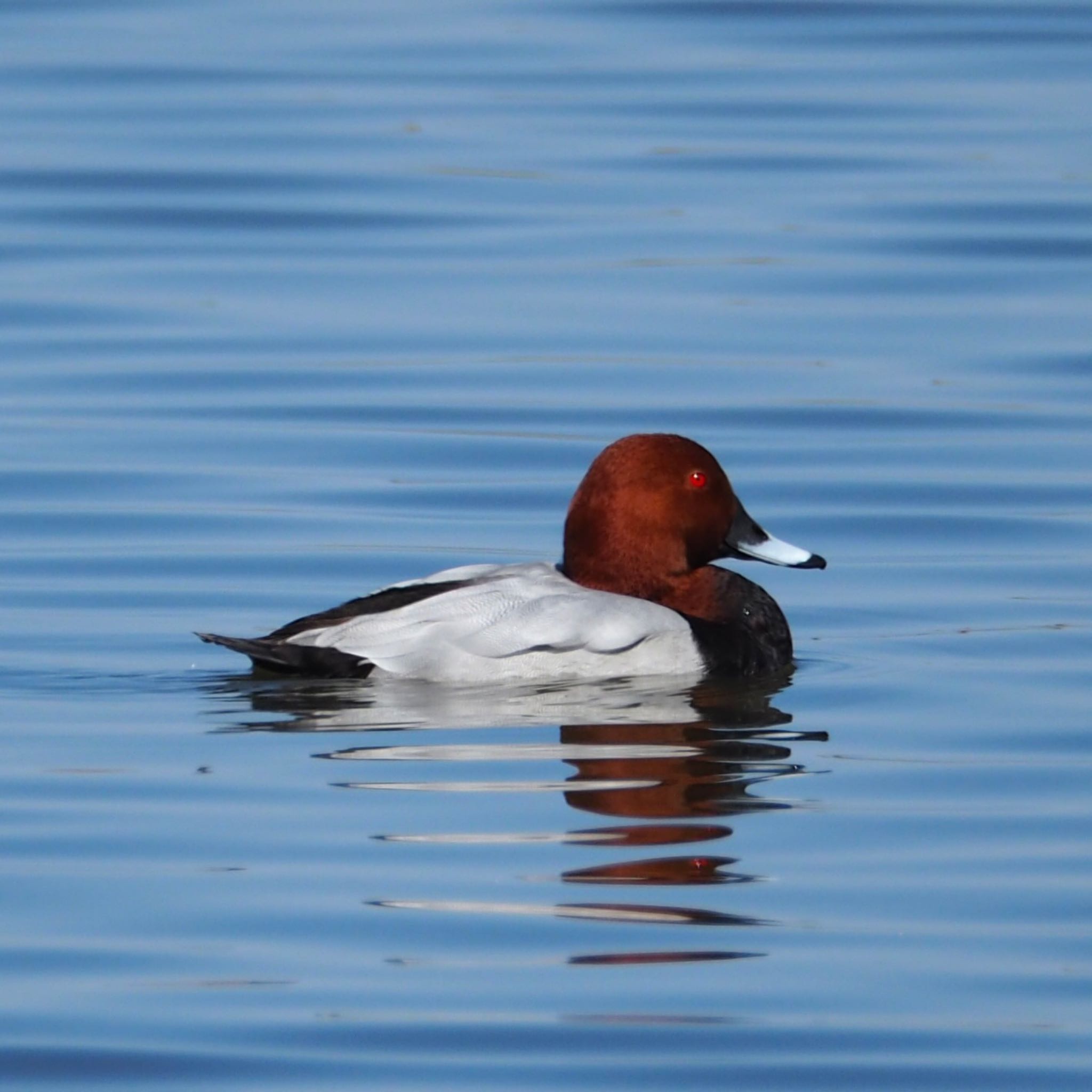 Photo of Common Pochard at  by アカウント11918