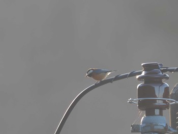 Varied Tit ひるがの高原(蛭ヶ野高原) Wed, 3/27/2024