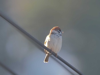 Eurasian Tree Sparrow ひるがの高原(蛭ヶ野高原) Wed, 3/27/2024