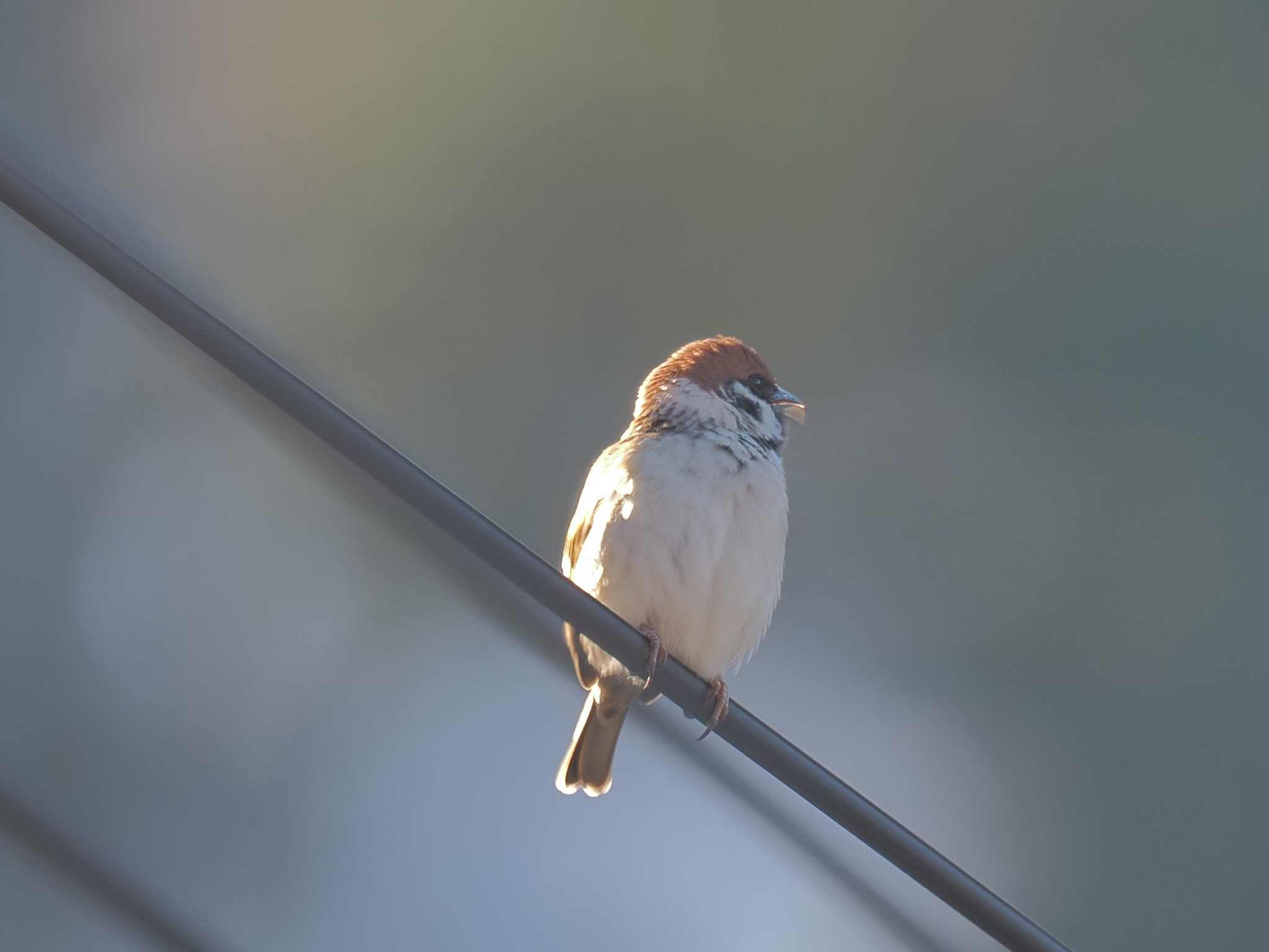 Photo of Eurasian Tree Sparrow at ひるがの高原(蛭ヶ野高原) by MaNu猫