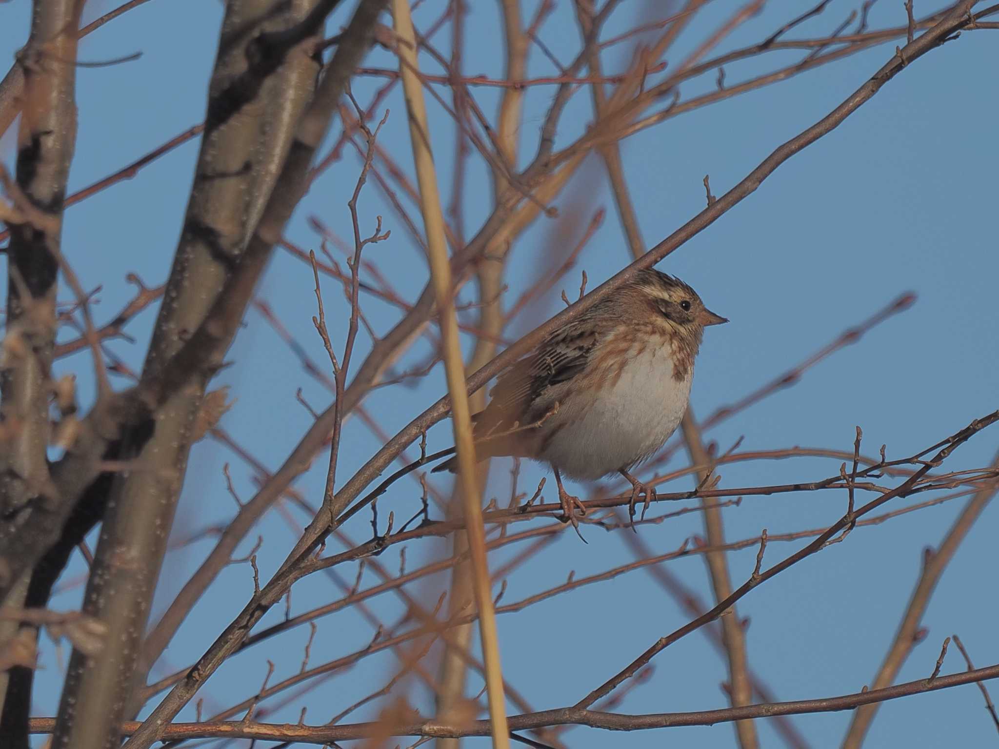 Photo of Rustic Bunting at ひるがの高原(蛭ヶ野高原) by MaNu猫