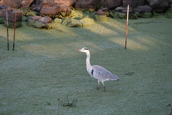 アオサギ 昆陽池公園 2018年11月16日(金)