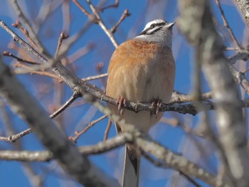 Meadow Bunting ひるがの高原(蛭ヶ野高原) Wed, 3/27/2024