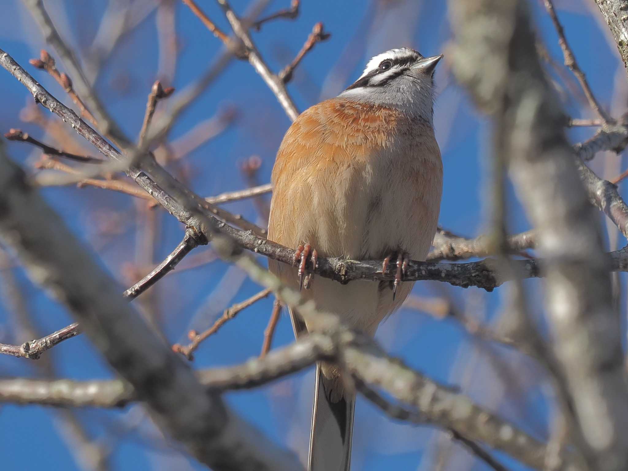 Photo of Meadow Bunting at ひるがの高原(蛭ヶ野高原) by MaNu猫