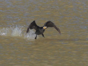 Great Cormorant ひるがの高原(蛭ヶ野高原) Wed, 3/27/2024