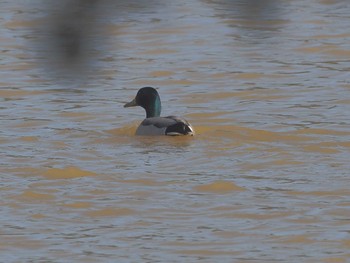 Mallard ひるがの高原(蛭ヶ野高原) Wed, 3/27/2024