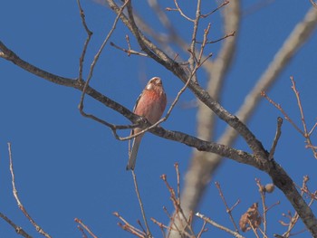 Siberian Long-tailed Rosefinch ひるがの高原(蛭ヶ野高原) Wed, 3/27/2024