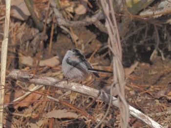 Long-tailed Tit ひるがの高原(蛭ヶ野高原) Wed, 3/27/2024