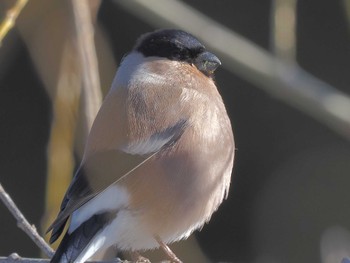 2024年3月27日(水) ひるがの高原(蛭ヶ野高原)の野鳥観察記録