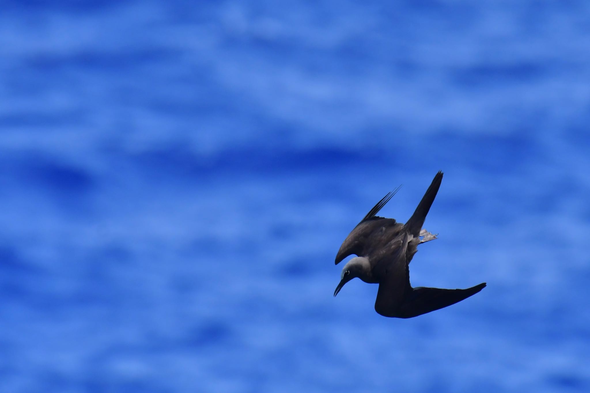 Photo of Brown Noddy at Saipan by ひじき