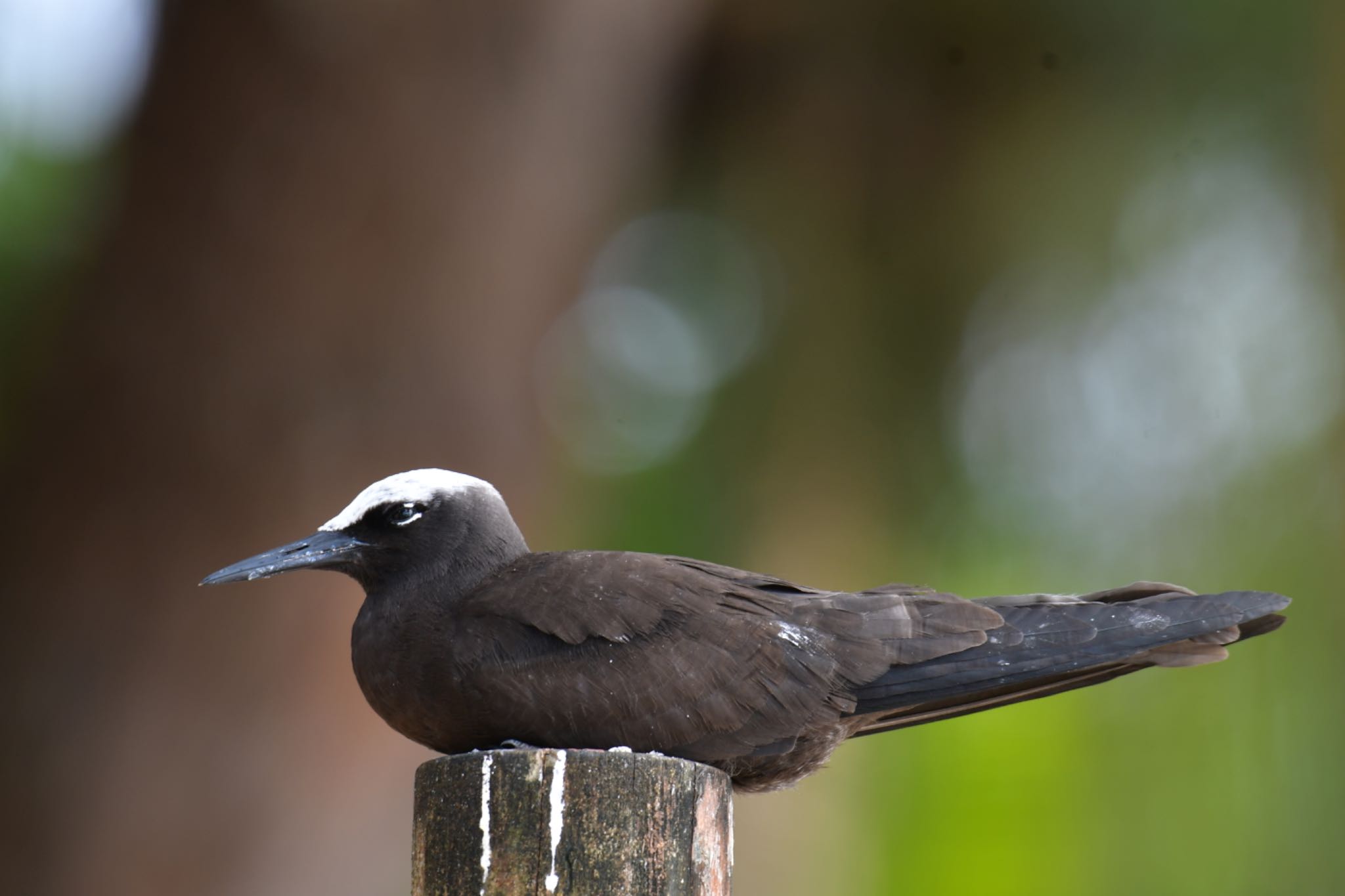 Black Noddy