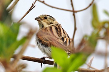 Common Reed Bunting 荒川・砂町水辺公園(東京都江東区) Thu, 3/28/2024