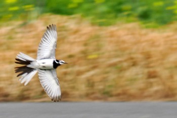 White Wagtail 荒川・砂町水辺公園(東京都江東区) Thu, 3/28/2024