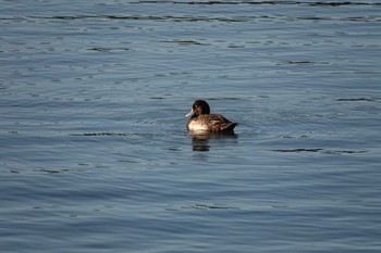 キンクロハジロ 昆陽池公園 2018年11月16日(金)