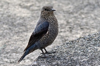 Blue Rock Thrush 荒川・砂町水辺公園(東京都江東区) Thu, 3/28/2024