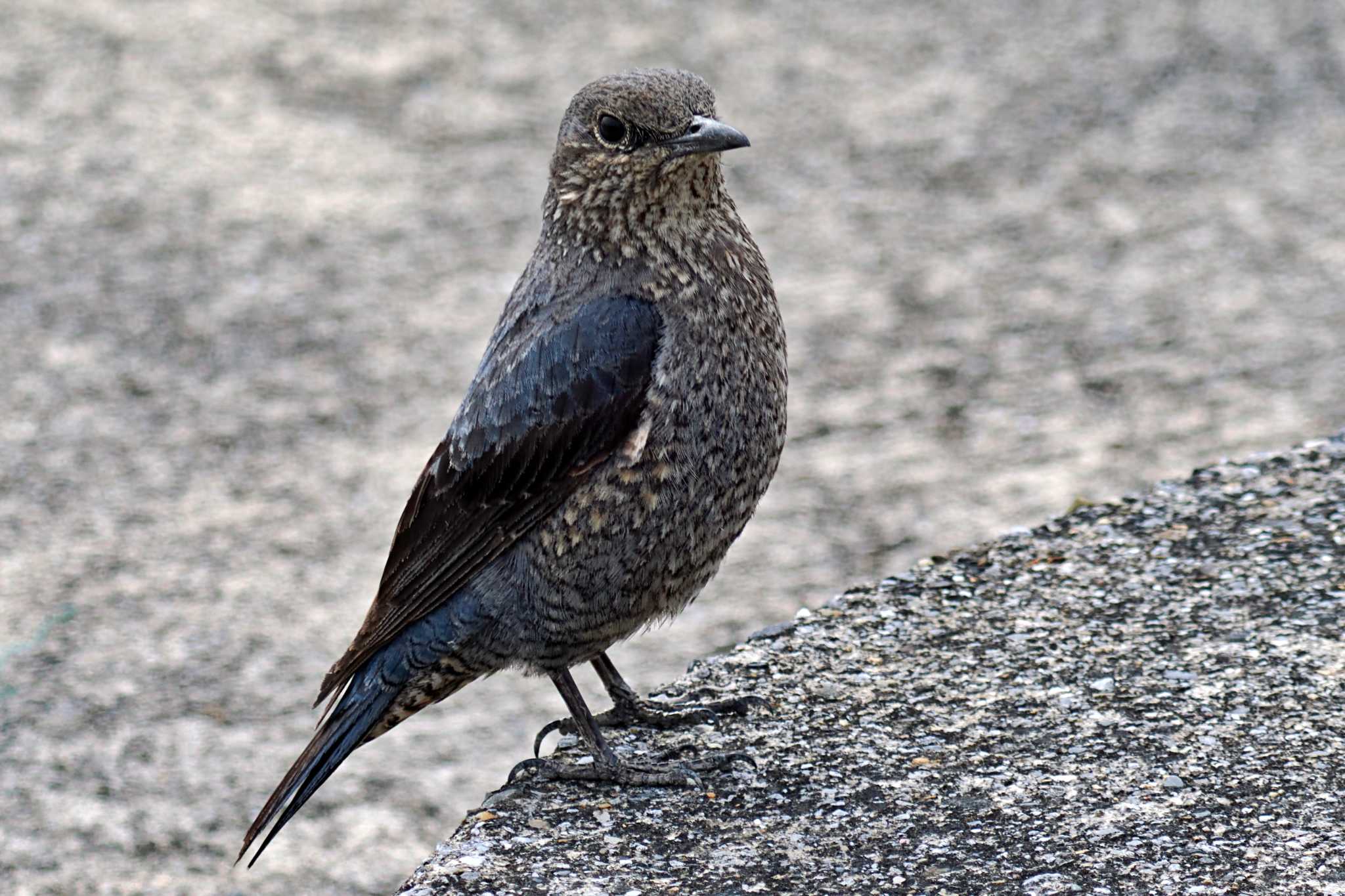 Photo of Blue Rock Thrush at 荒川・砂町水辺公園(東京都江東区) by 藤原奏冥