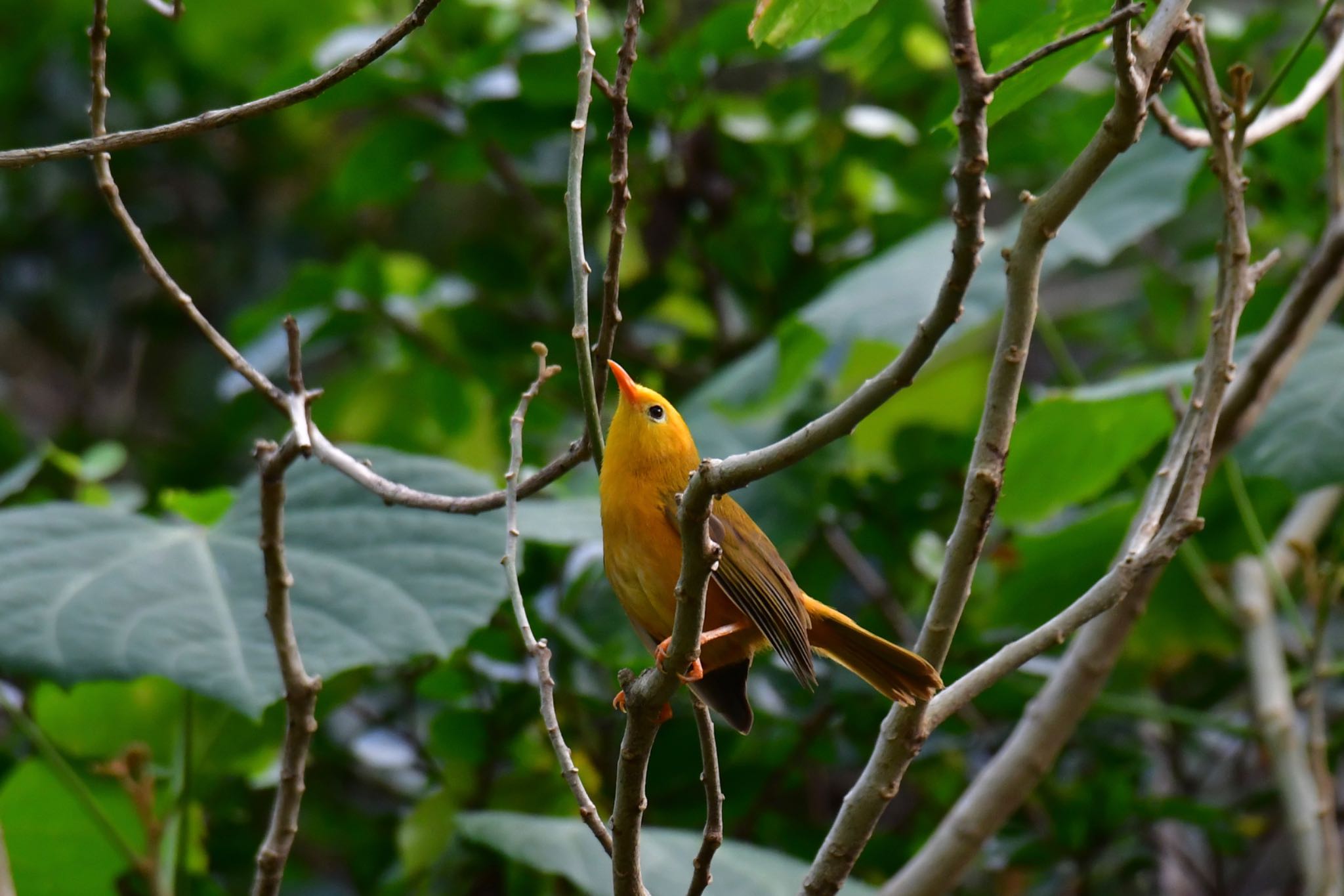 Golden White-eye