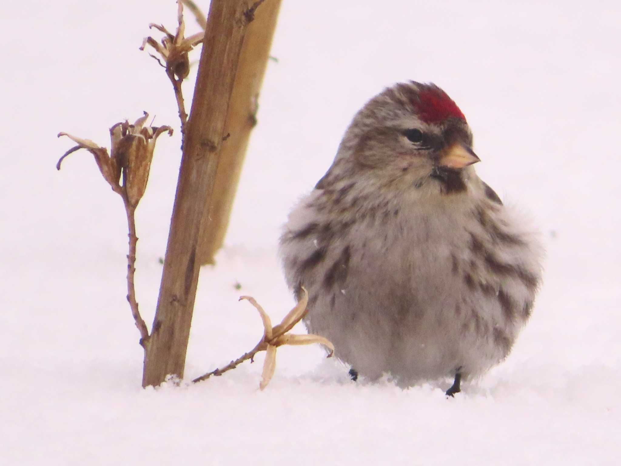 Photo of Common Redpoll at Makomanai Park by ゆ