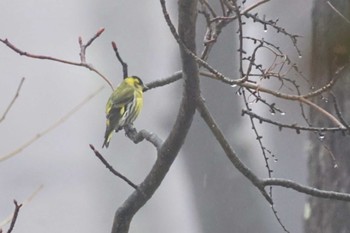 Eurasian Siskin 3月の八ヶ岳山麓 Sat, 3/23/2024