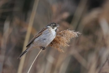 Pallas's Reed Bunting Sambanze Tideland Sun, 3/24/2024