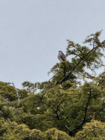 2024年3月28日(木) MFχ(23区西部)の野鳥観察記録