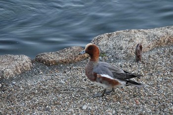 2018年11月18日(日) 昆陽池公園の野鳥観察記録