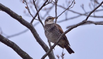 Dusky Thrush 田原緑地 Sun, 3/24/2024