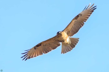 2023年12月30日(土) 江戸川河川敷の野鳥観察記録