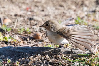 Red-breasted Flycatcher まつぶし緑の丘公園 Sun, 2/18/2024