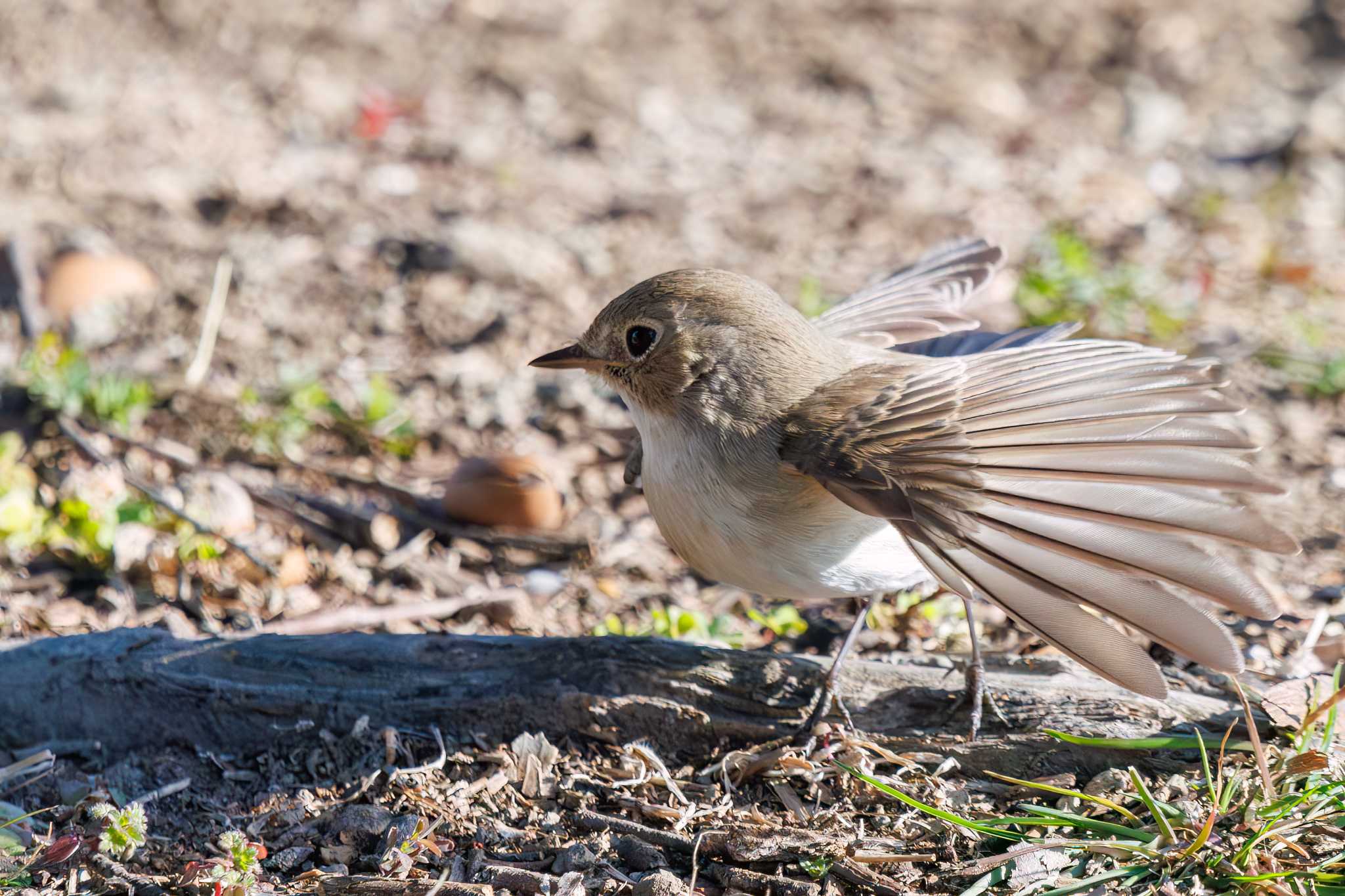 Photo of Red-breasted Flycatcher at まつぶし緑の丘公園 by d3_plus