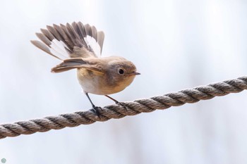 Red-breasted Flycatcher まつぶし緑の丘公園 Sun, 2/18/2024