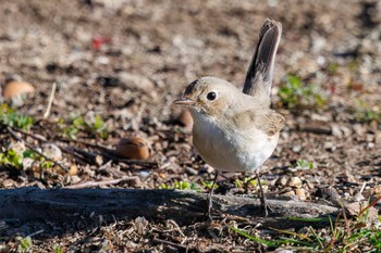 2024年2月18日(日) まつぶし緑の丘公園の野鳥観察記録